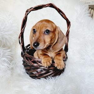 Meet your Posher, Elisabeth